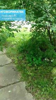 Розы скосили, а крапиву оставили