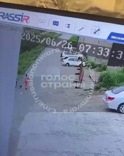 На Камчатке стая собак набросилась на маму с малышом — животные живут на детской площадке и годами «кошмарят» местных