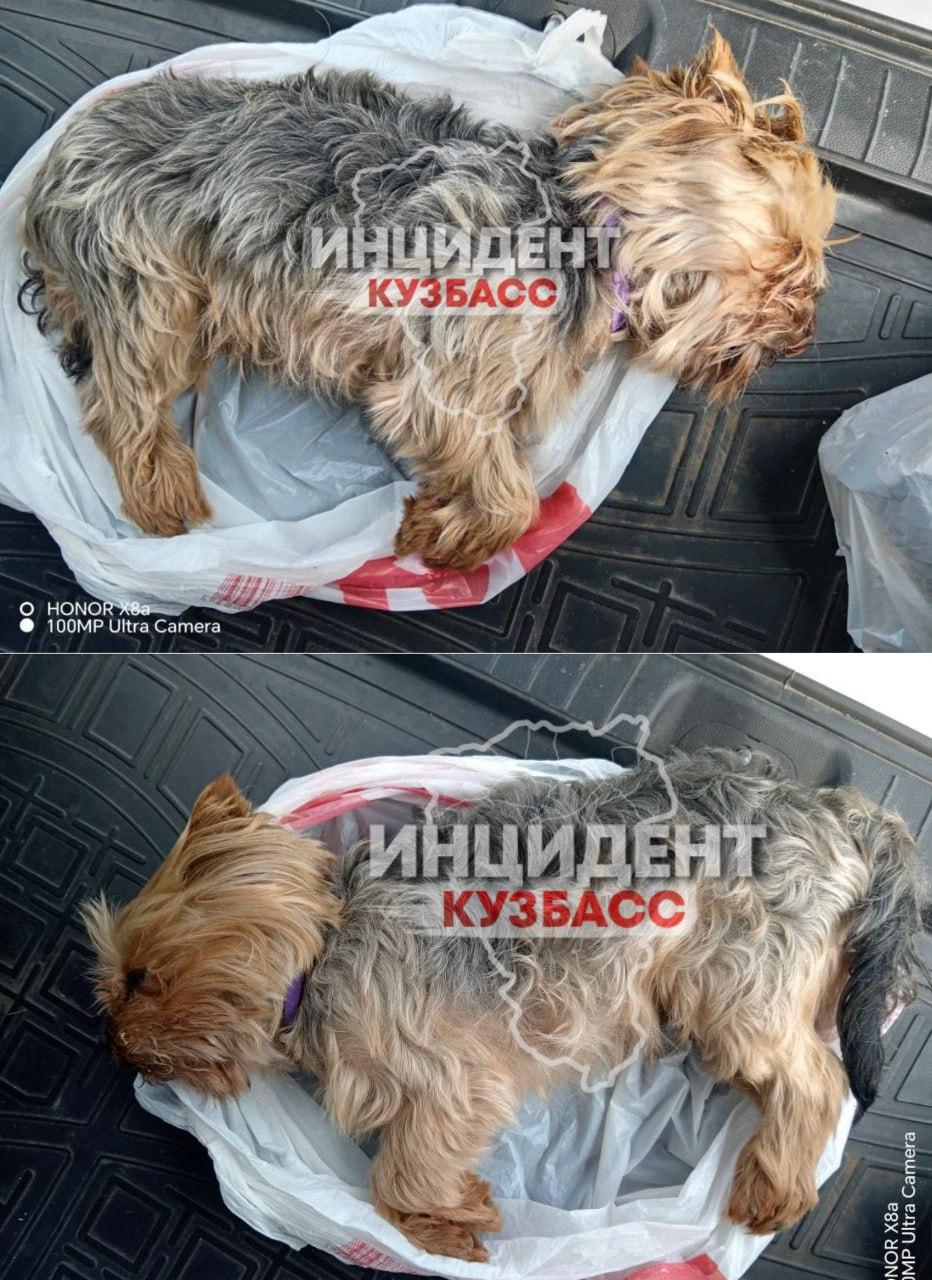 Неизвестный мужчина пнул домашнюю собаку на базе отдыха в Кузбассе, и она умерла.