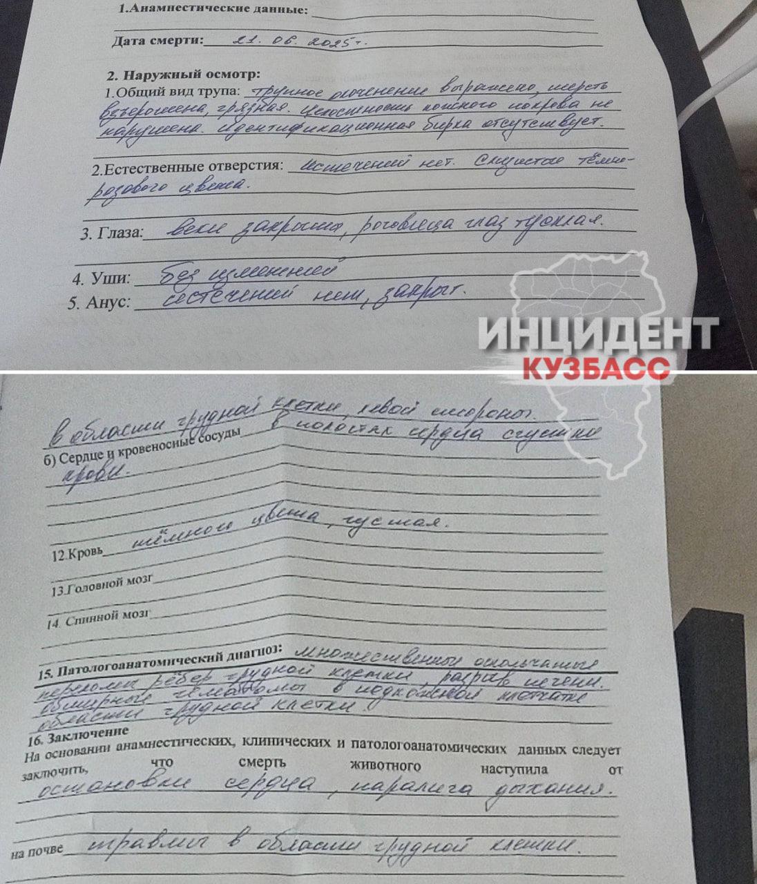 Неизвестный мужчина пнул домашнюю собаку на базе отдыха в Кузбассе, и она умерла.
