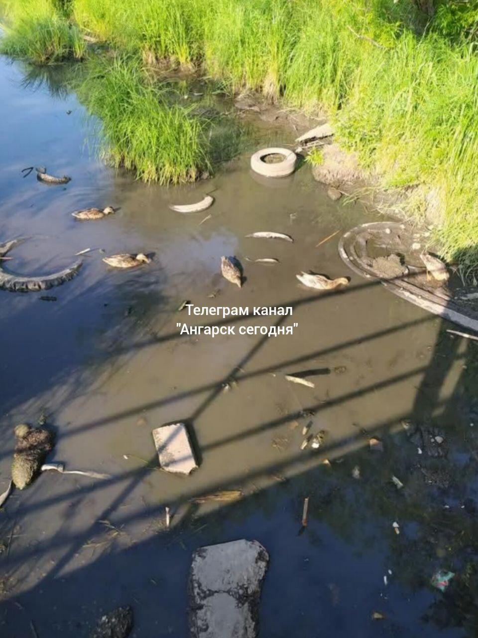 Здравствуйте. Выложите пожалуйста. У нас в городе есть чудесное место. Куда...