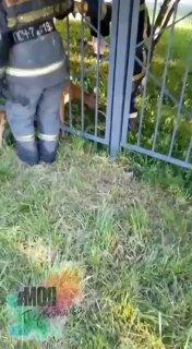 Косуля решила прогуляться на КСМ в Новосибирске, но застряла в заборе. На...