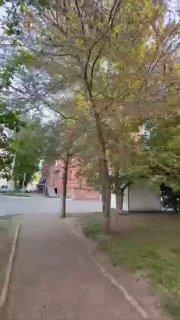 В Иркутске горностаевая моль продолжает уничтожать деревья