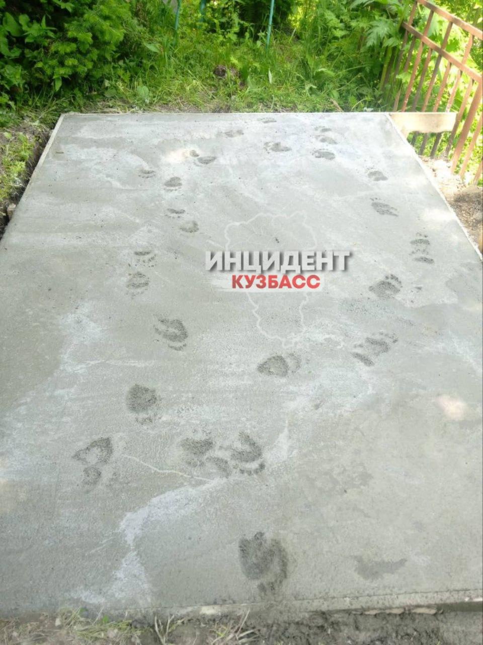 В поселке Каз Таштагольского района на кладбище бродит медведь.