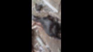 Бродячие собаки задрали домашних коз и кур в Прокопьевске