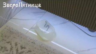 В Санкт-Петербурге в одном из ЖК из ванны выползла змея.