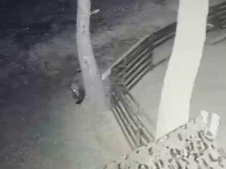 Косолапый сегодня ночью наведался к одному из подворий в Преображенке. Его сильно заинтересовал страдавший бессонницей гусь: он даже вставал на задние лапы, чтобы разглядеть птицу как следует.