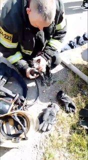 В Истре пожарные спасли котенка из огня 30 человек успели эвакуироваться...