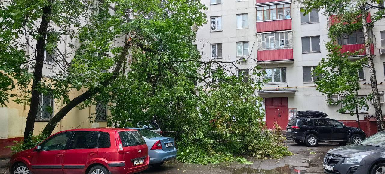 В Москве и Подмосковье несколько деревьев упали из-за не непогоды 🇷🇺...
