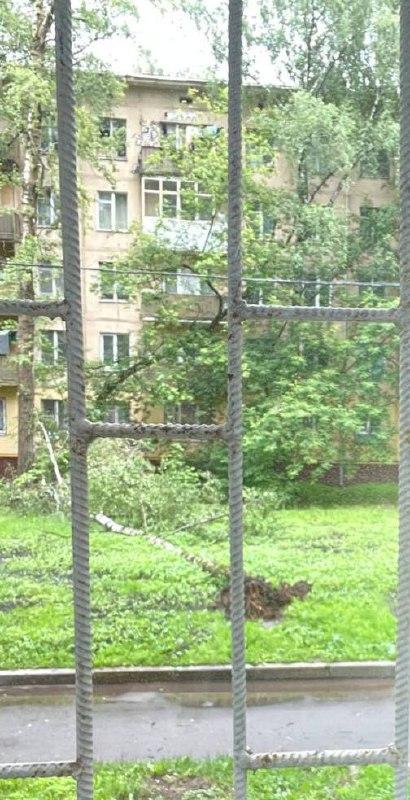 В Москве и Подмосковье несколько деревьев упали из-за не непогоды 🇷🇺...