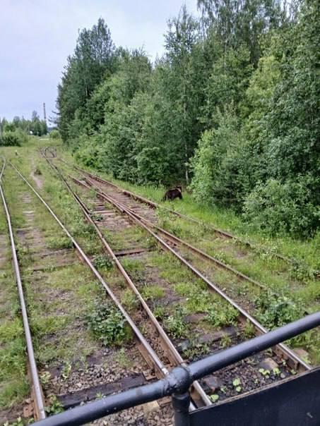 Жителей Подпорожского района Ленинградской области предупредили о выходах...