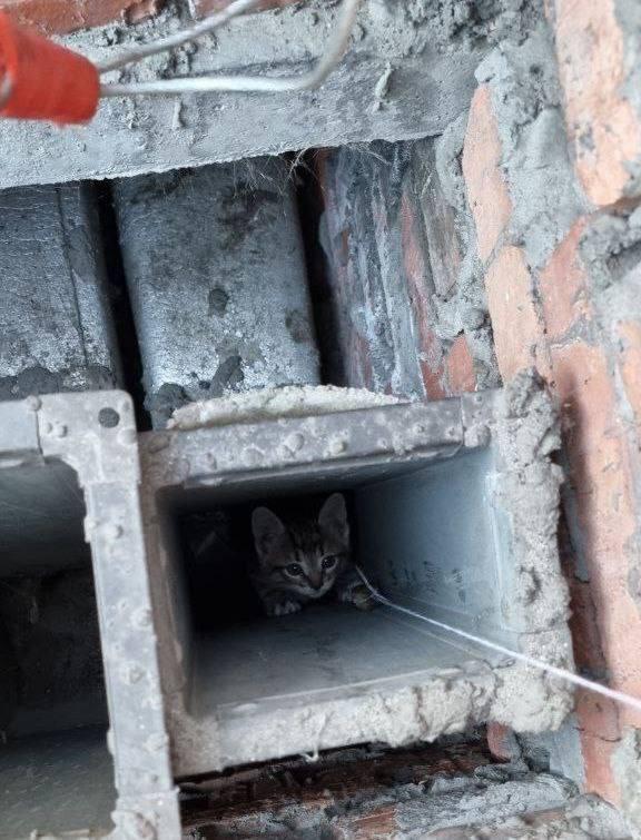 Спасатели пришли на помощь котенку, застрявшему в вентиляционной трубе магазина на Мукомольном проезде.