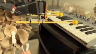 Ученые заставили грибы играть на музыкальных инструментах