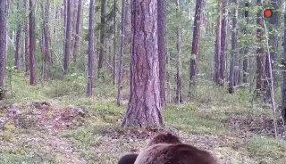 Семья косолапых попала в объектив фотоловушки «Тунгусского» заповедника. 🇷🇺...