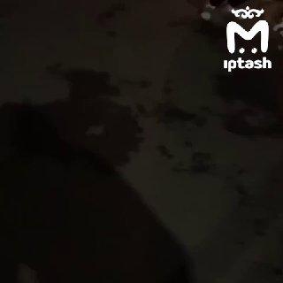 — Вы зачем кошку скинули? — Никто её не скинул. — А что она тогда валяется?...