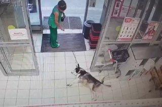 В Краснодаре хаски отказался выходить на жару и лёг под кондиционеры у выхода из магазина.