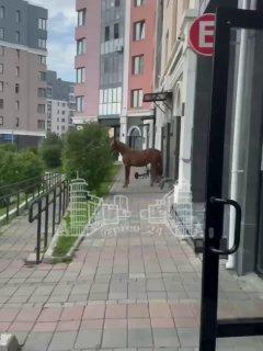 Лошадь разгуливает по Советскому району
