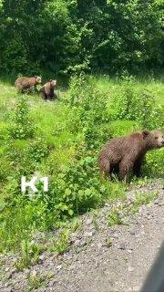 «А ну пошли отсюда, попрошайки»:  три медведя захватили трассу на Камчатке