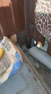 На Алтае жители чуть не наложили в штаны от неожиданной встречи со змеей