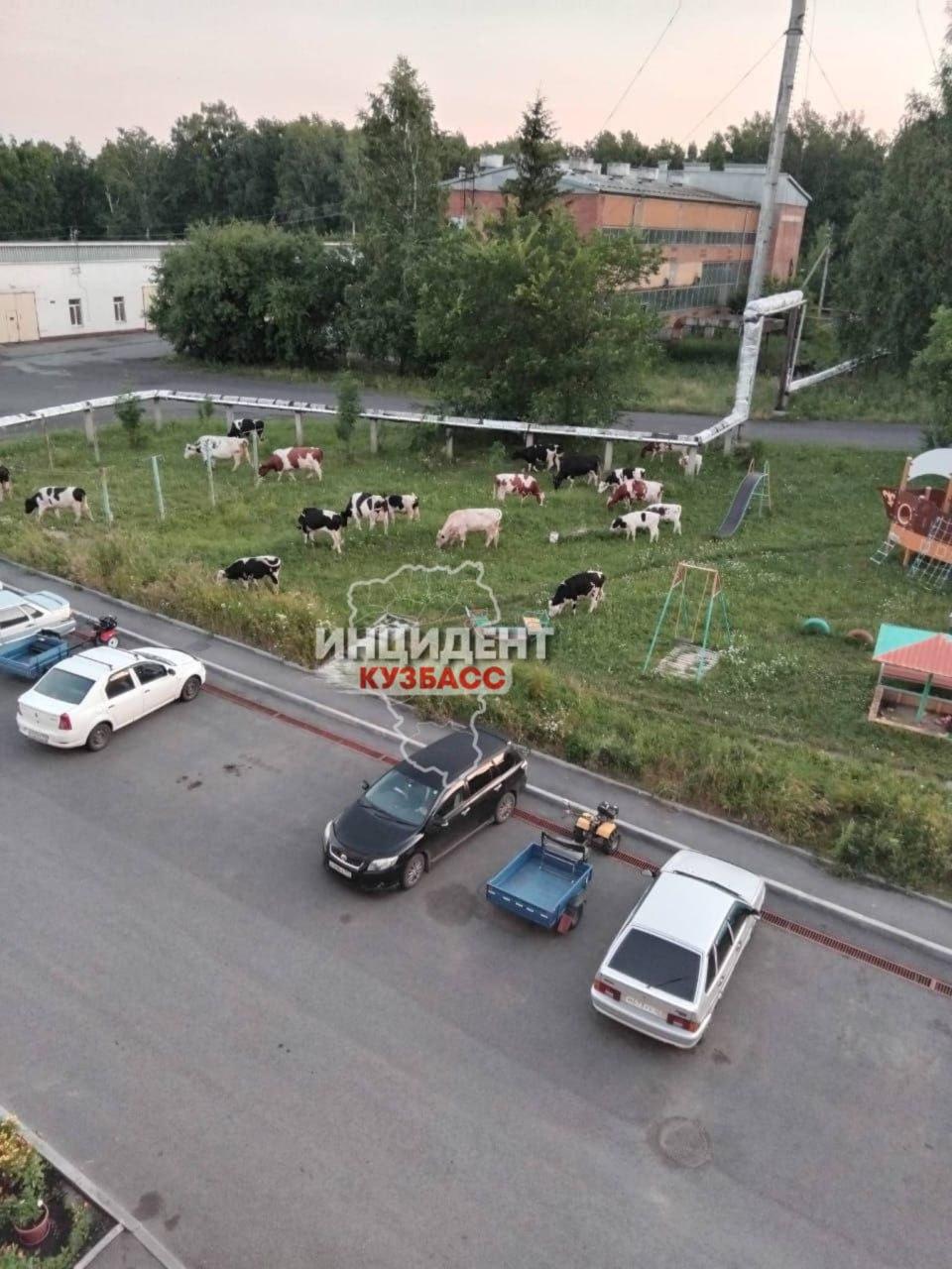 Коровы каждое лето 
