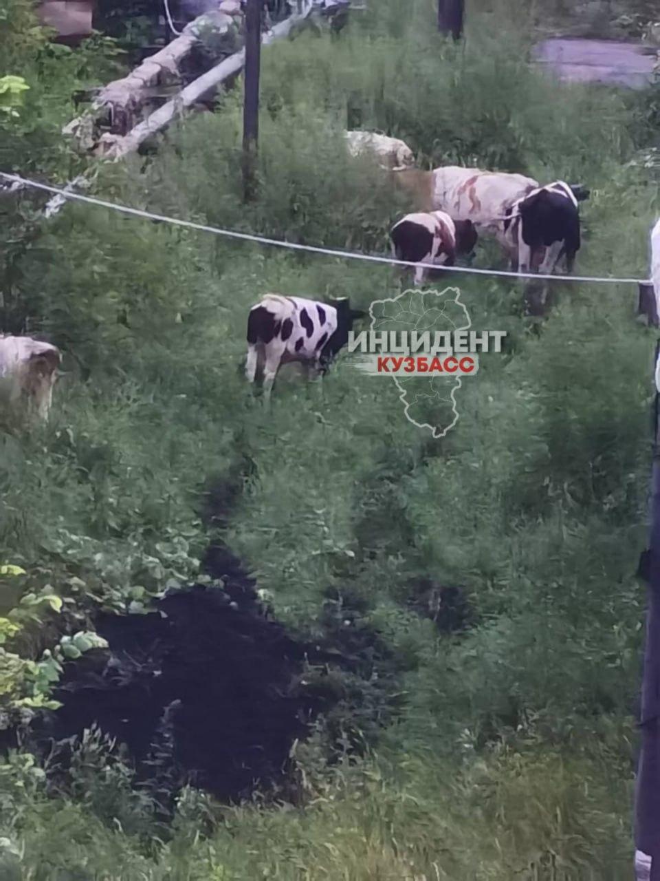 Коровы каждое лето 