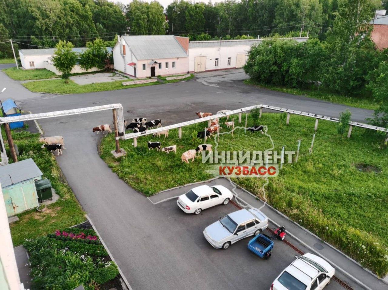 Коровы каждое лето 