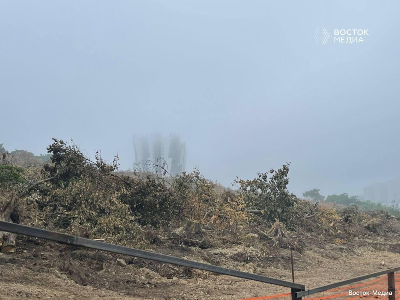 🌳 16 тысяч деревьев вырубят ради нового ЖК во Владивостоке