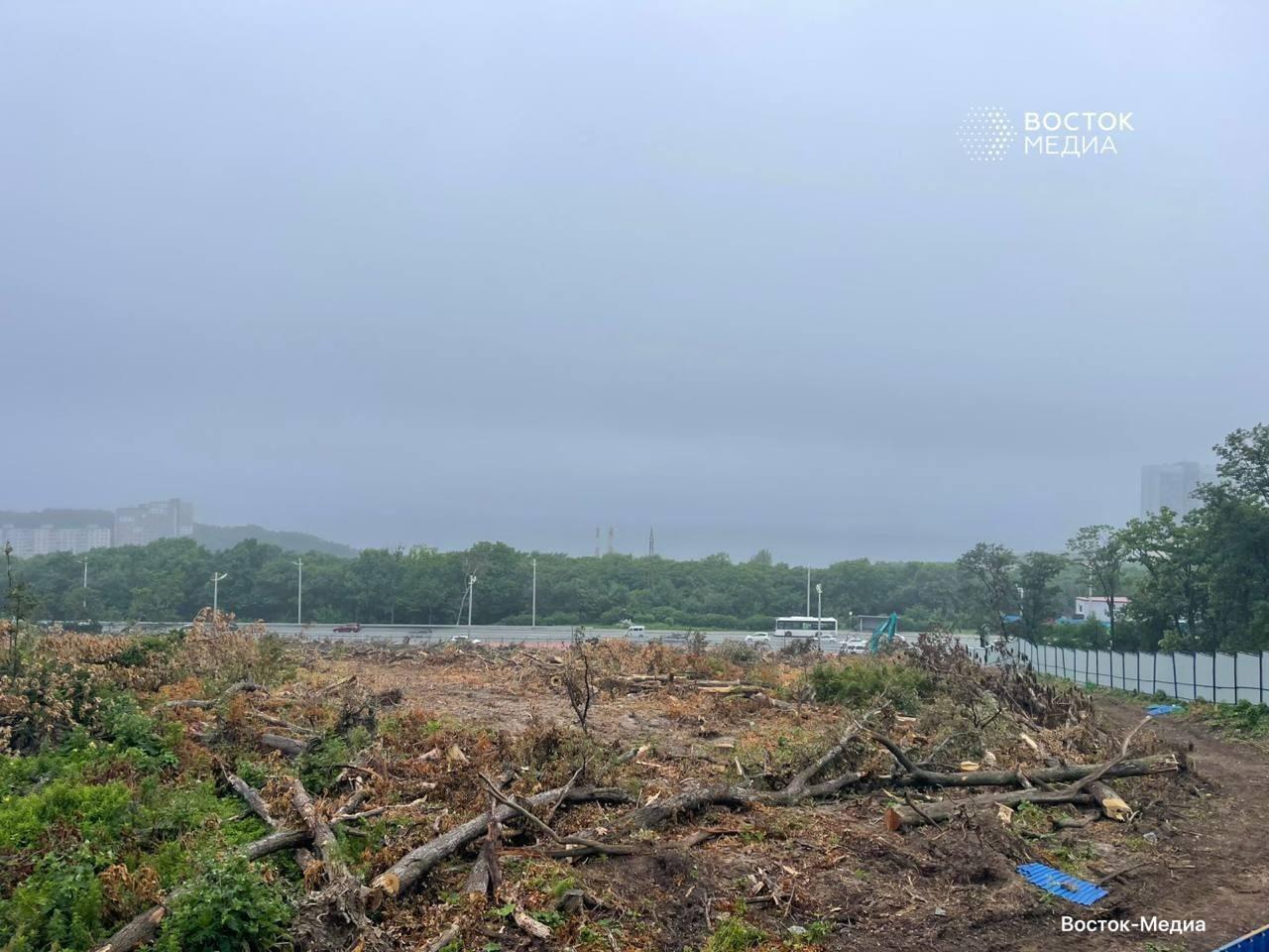 🌳 16 тысяч деревьев вырубят ради нового ЖК во Владивостоке