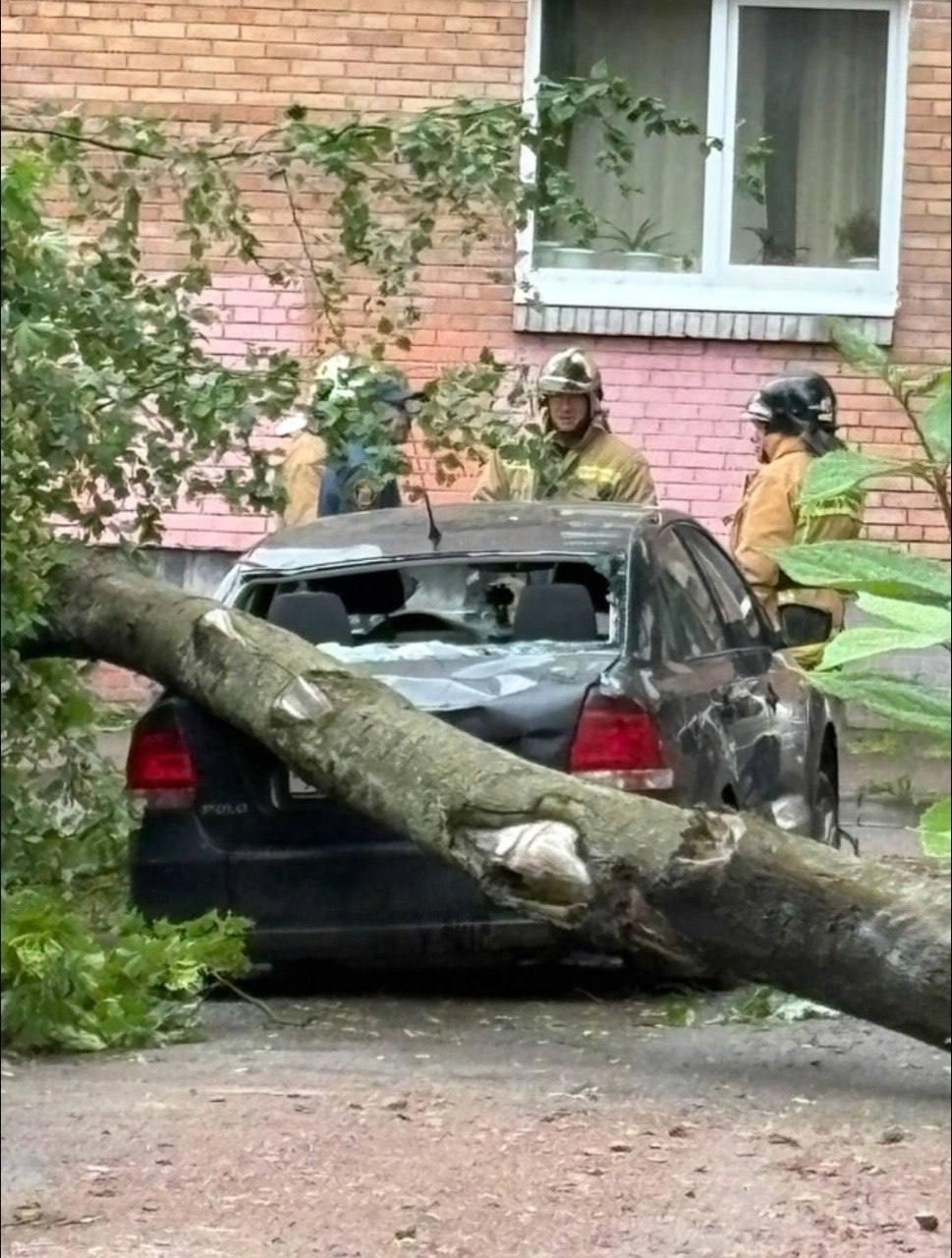 В Кронштадте дерево рухнуло на женщину и разбило машину.