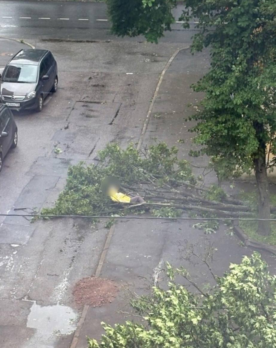 В Кронштадте дерево рухнуло на женщину и разбило машину.