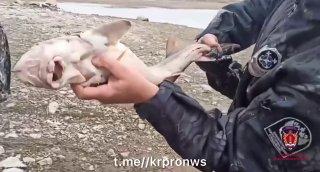 Трое в лодке и счастливый осетр🐟