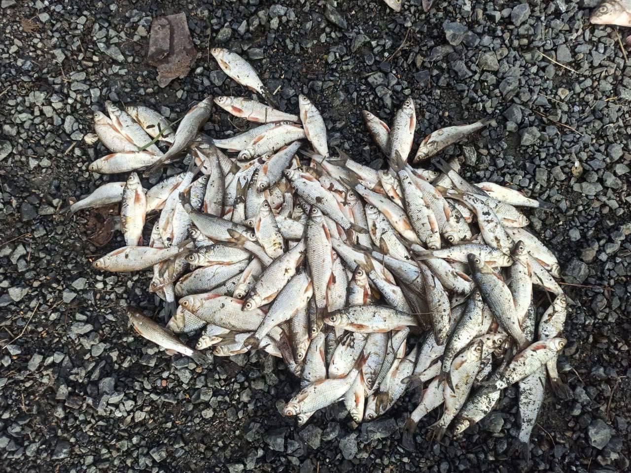 Трое в лодке и счастливый осетр🐟