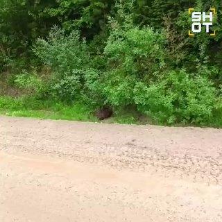 Медвежонок сутки не отходил от погибшей матери