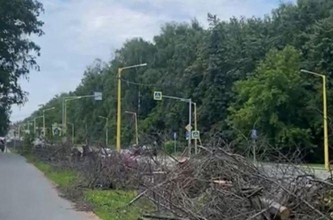 Десятки деревьев вырубили в новосибирском Академгородке