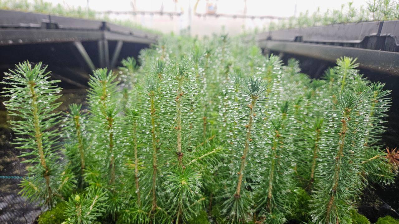 В Красноярском крае высадили 5 миллионов деревьев Первый этап лесокультурного...