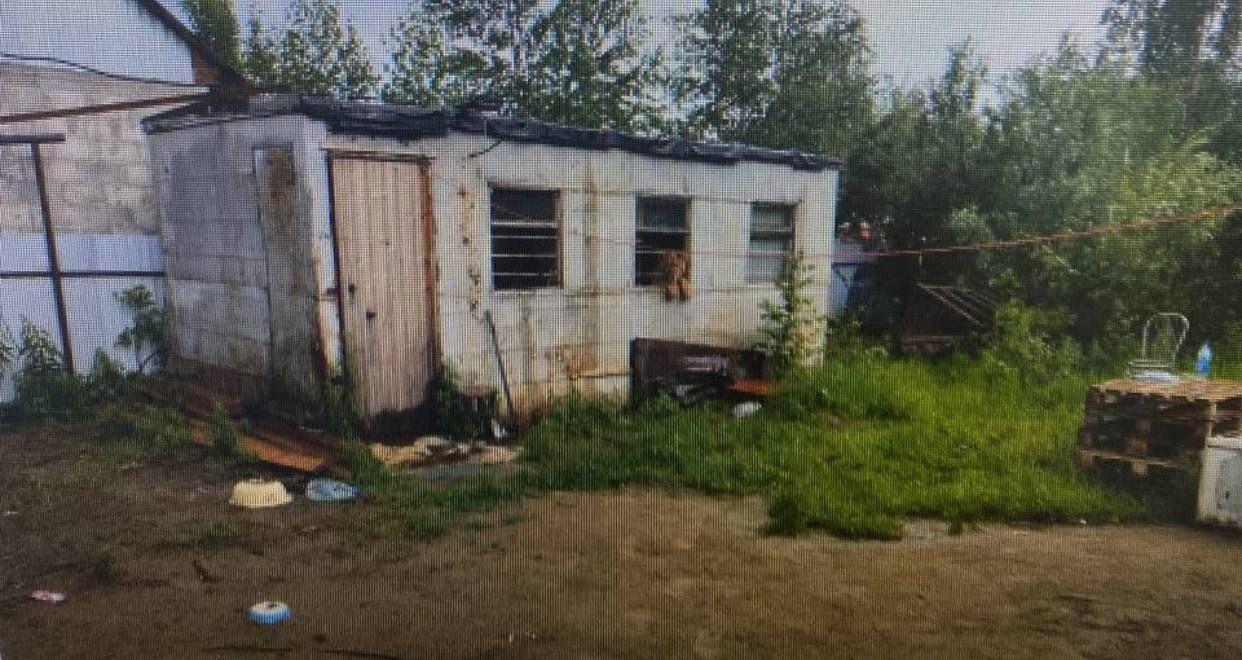 В Сургуте местный блогер держит льва на заброшенном участке в ужасных условиях.
