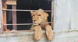 В Сургуте местный блогер держит льва на заброшенном участке в ужасных условиях.