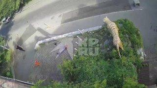 🗣Во Владивостоке на Тигровой отбитый вандал беспричинно снес голову статуе...