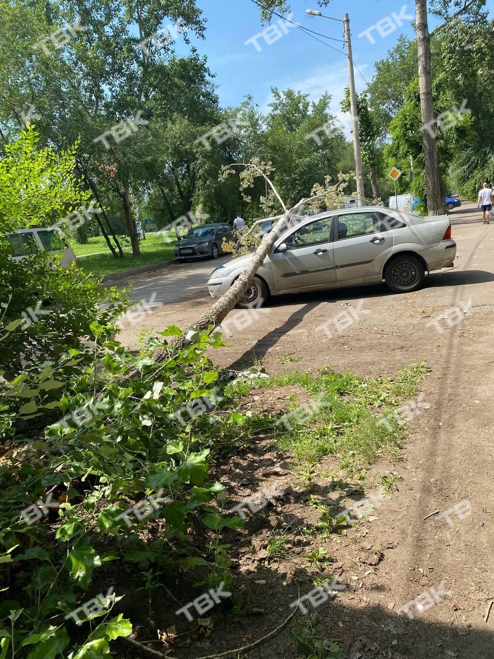 Дерево рухнуло на машину в Пашенном