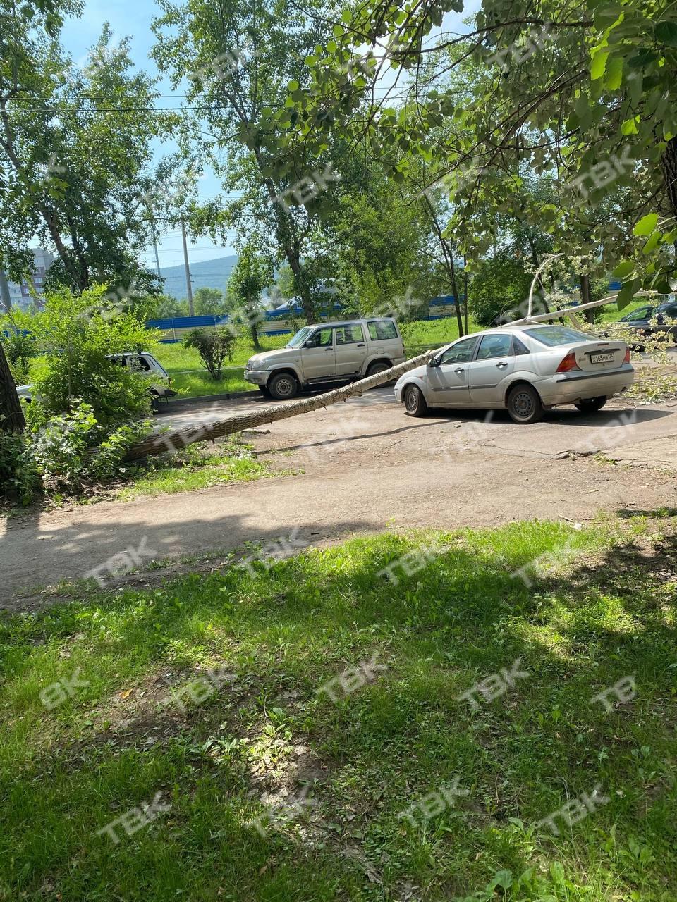 Дерево рухнуло на машину в Пашенном