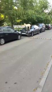 Еще один капот пострадал от козьих копыт в Бутово 🇷🇺 Источник: ЧП МОСКВА