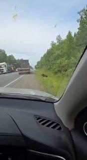 На трассе Улан-Удэ — Иркутск медведь снова вышел к людям.