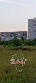 В Кемерове на Комсомольском проспекте заметили лосей.