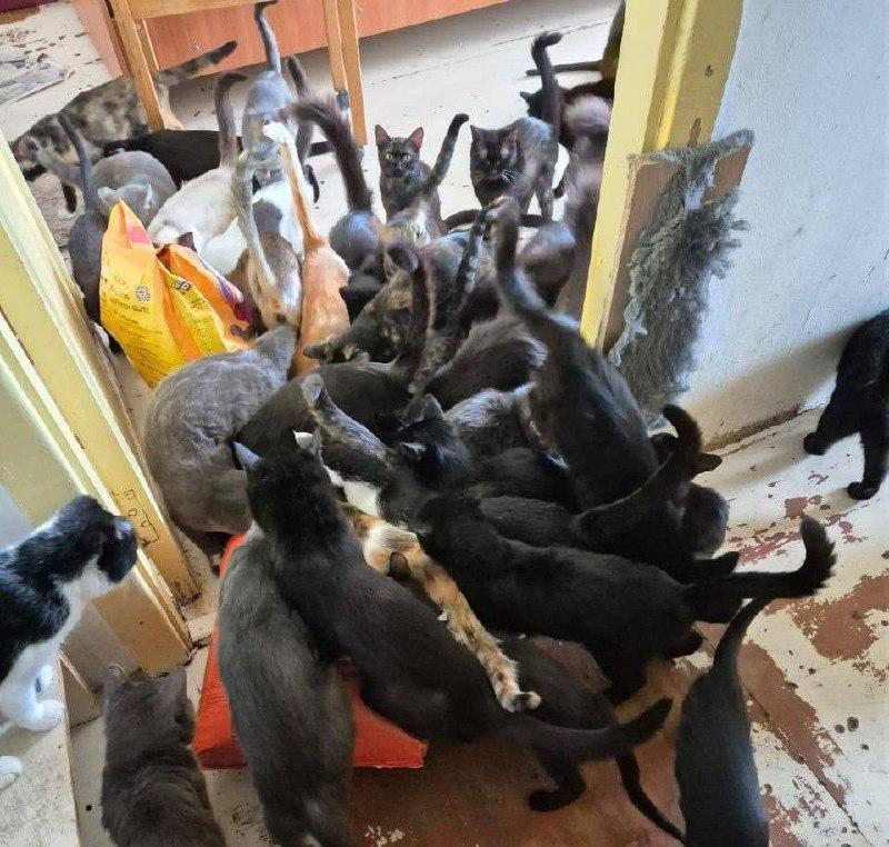 Пятьдесят кошек живут в однушке в Улан-Удэ. Им срочно ищут новых хозяев.