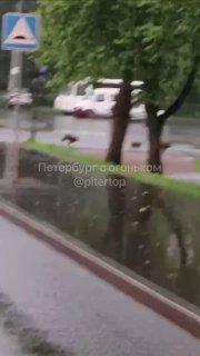 В Зеленогорске заметили большую семью кабанчиков, бегающих по дороге 🇷🇺...