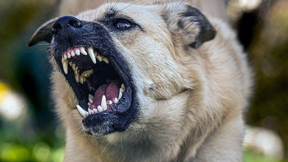 Брянским чиновникам велели выплатить 100 тысяч покусанному собакой мальчику