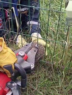 В Ферганском проезде в прутьях на собачей площадке застрял ежик. Местная...