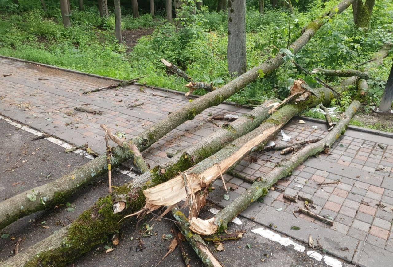 В Подмосковье из-за падения дерева во время грозы пострадал ребенок.