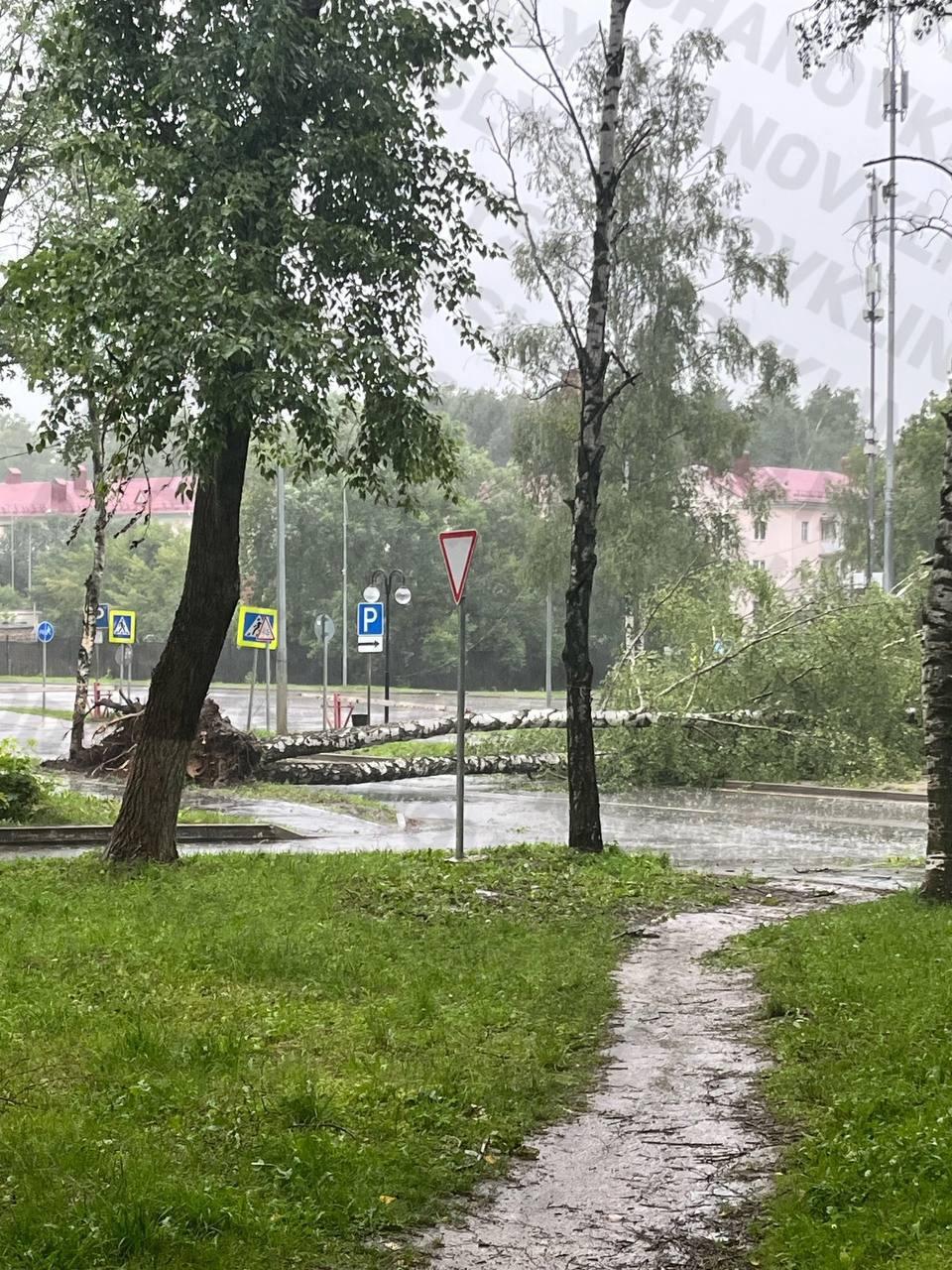 В Подмосковье из-за падения дерева во время грозы пострадал ребенок.