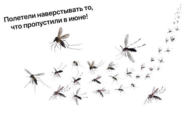 В Москве и области снова грядёт нашествие комаров и мошкары — жара и дожди...